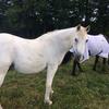 Joanne Lothbrok's Arabian Horse - Raju