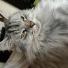 Charlotte Williams's Maine Coon - Theo