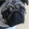 Anne Eastwood's Pug - Betty