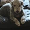 Scott  Harper's Bedlington Terrier - Daisy