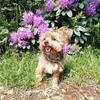 Anne Marie Allen's Yorkshire Terrier - Teddy