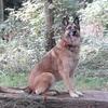[REDACTED] [REDACTED]'s German Shepherd Dog (Alsatian) - Elsa