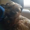Holly Oneill's Border Terrier - Hoggle