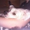 Amanda Taylor's Chinese Crested - Alfie Boo