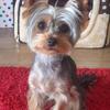 Dina Allison's Yorkshire Terrier - Poppy