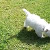 Rodney Webb's West Highland White Terrier - Rosie