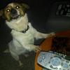 Eileen Hughes's Jack Russell Terrier - Roxy