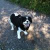 Jean Holland 's Cavalier King Charles Spaniel - Lucy