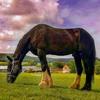 Alison Knowlson's Shire Horse - Vinnie