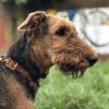 Jason Zhang's Airedale Terrier - Charlie