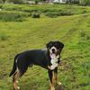 Sian Musselwhite's Greater Swiss Mountain Dog - Diego