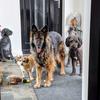 Maralyn Simpson's German Shepherd Dog (Alsatian) - Saoirse