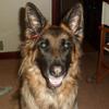 Tony Stephenson's German Shepherd Dog (Alsatian) - Sadie