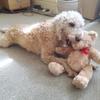 Rachel Edwards's Bedlington Terrier - Woolie