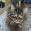 [REDACTED] [REDACTED]'s Domestic longhair cat - Minka