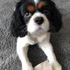 Shelley Young's Cavalier King Charles Spaniel - Beau