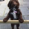 Nicola Langley's Crossbreed/Mixed breed - Tilly