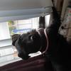 Shirley McMullan 's Patterdale Terrier - Beauty
