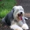 Andrew Thompson's Bearded Collie - Shifty