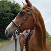 Mara-Lina Kraemer's Hanoverian Horse - Sir Henry D
