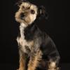 Elise Howard's Norfolk Terrier - Tiggie