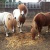Kevin Hiatt's Shetland Pony - Arthur