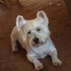 Paul  Findlay 's West Highland White Terrier - Oscar