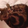 Marie Johnson's Domestic longhair cat - Jazzy