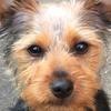 Elizabeth Marks's Yorkshire Terrier - Winnie