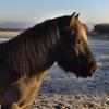 Sara Driver's Icelandic Horse - Moalingur