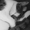 Eleanor Smith's Domestic longhair cat - Lennon