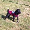 Angharad Loveluck's Patterdale Terrier - Iona