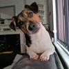 Rosanna Castle-cole's Jack Russell Terrier - Oreo