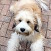 Alexandra  Reid 's Tibetan Terrier - Pep