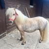Hannah Fowler's Shetland Pony - Bollywood