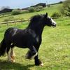 Amber Tremellen's Gypsy Vanner Horse - Flash