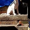 Steave  Mills's Patterdale Terrier - Poppy