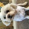 Shelly Reilly Wootten's Maltese - Dolly