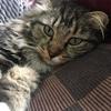 Tammy Stephens's Domestic longhair cat - Fluffy