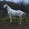 Vikki Bannon's Arabian Horse - Zeus