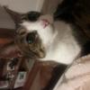 Lucy Metcalfe's Domestic longhair cat - Henrietta