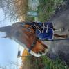 Yasmin Hughes's Irish Sport Horse - Ed