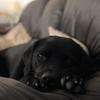 Alex Cooper's Labrador Retriever - Molly