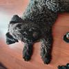 [REDACTED] [REDACTED]'s Kerry Blue Terrier - Princess