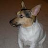 John Hendrie's Jack Russell Terrier - Izzy