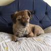 Dawn Bates's Border Terrier - Tilly