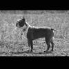 Zoey Allen's Boston Terrier - Kali