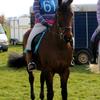 Lucy Vidler 's Irish Sport Horse - Garth
