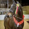Lucy Vidler 's Hanoverian Horse - Delgardo