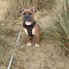 Kayleigh Barnes's American Staffordshire Terrier - Azzy
